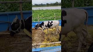 cow unloading, cow videos, cow video, animal, cow, big cow, goru hamba cow