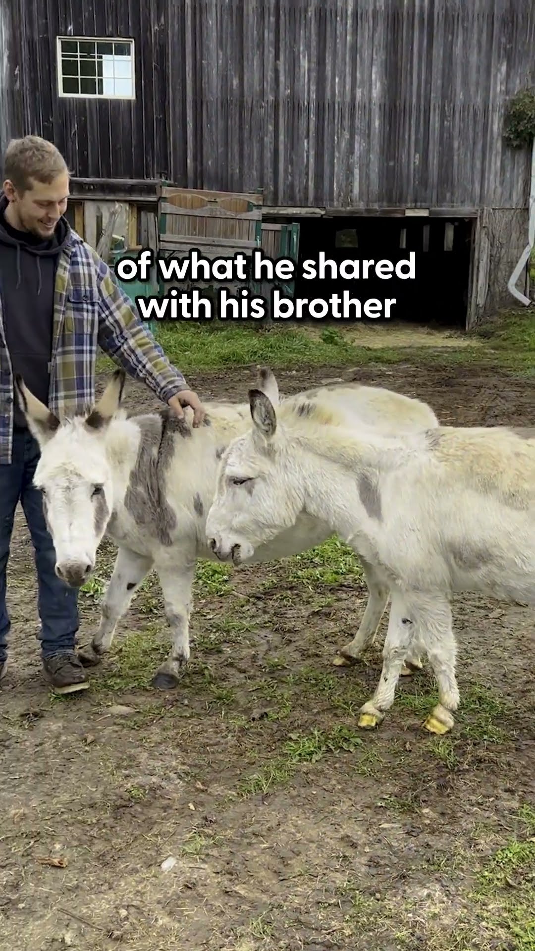 Family Was Worried Donkey's Heart Would Never Heal, Until... | The Dodo