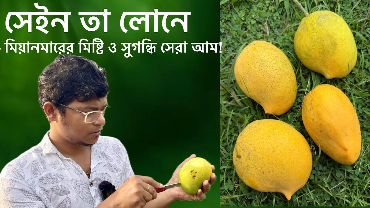 মিয়ানমারের সেরা সেইন তা লোনে আমের টেস্ট রিভিউ ,🥭 অবিশ্বাস্য মিষ্টি ও সুগন্ধি | Sain Ta Lone Mango