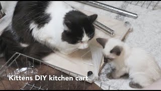 Three kittens and a cat DIY with me | they push the cart and open drawer, can they make it? by Ragdoll FHR 1,062 views 4 years ago 4 minutes, 25 seconds