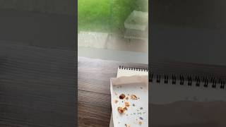 drawing on a rainy day be like 🍃🍵 #artwork #illustration #drawing