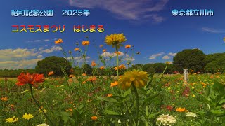 コスモスまつり　はじまる　2025年 4K 　昭和記念公園　東京都立川市