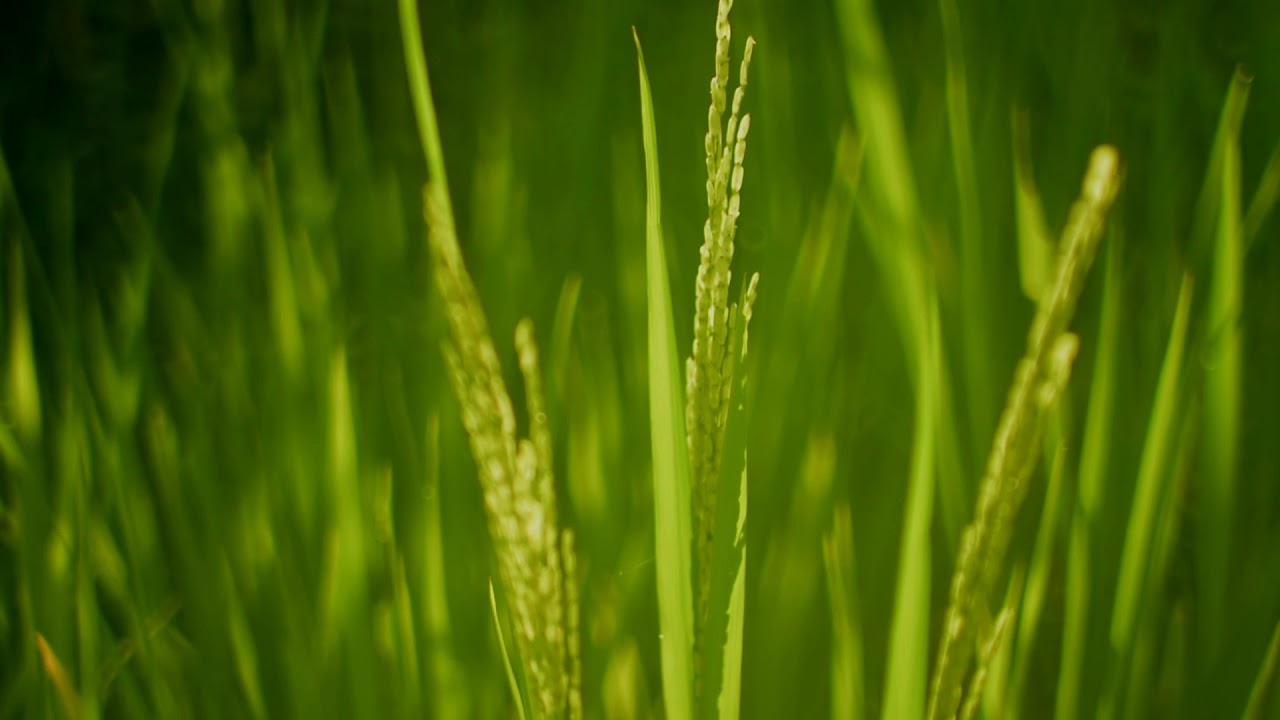 Free HD Stock Video - Rice Field, Nature, Forest, Woods, Greens