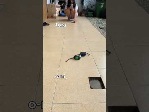 Siapa yg paling kuat nih?