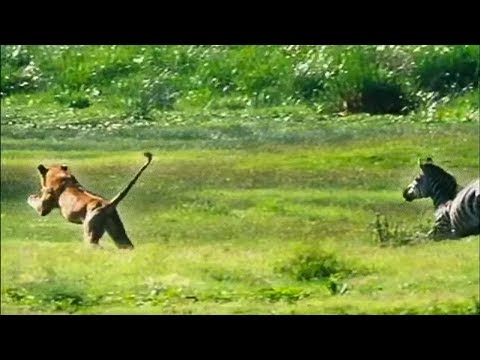 A lion ambushes a zebra - Be An Animal - BBC