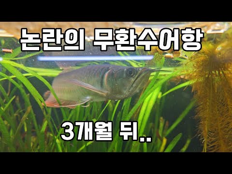 찬반 논란이 많던 고대어 무환수어항 여러분 생각은 어떠세요?? with소신발언