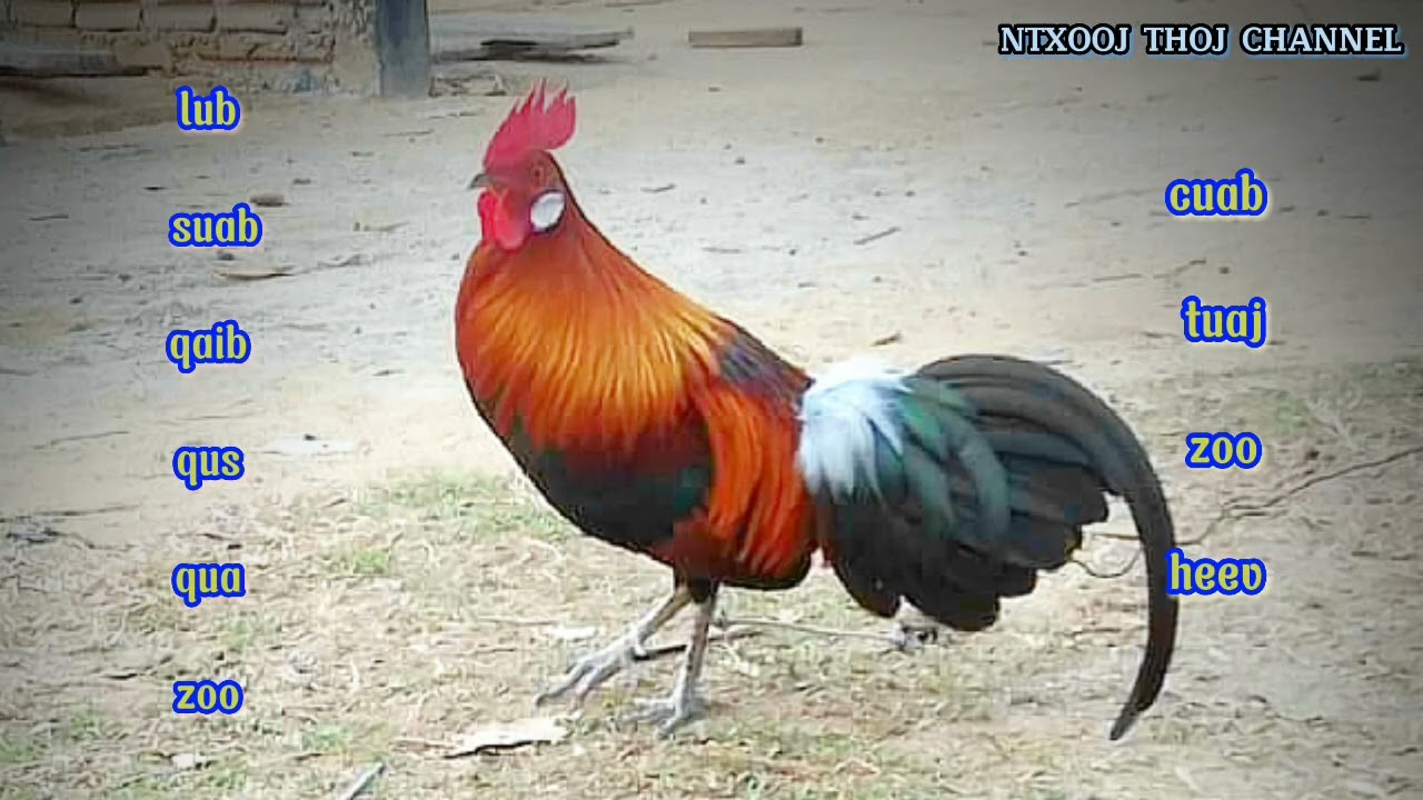 Lub Suab Qaib Qus Qua Zoo Thiab Zoo Cuab Heev | Tub Ntxooj Thoj