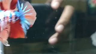 Ikan Cupang Hias Jenis Plakat Nemo Multicolor