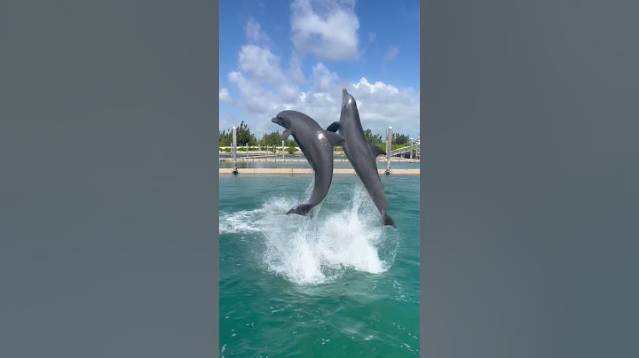 Dolphin tricks #dolphin #grandbahama #bahamas #dolphins #amazingcreation #tricks #cute #love