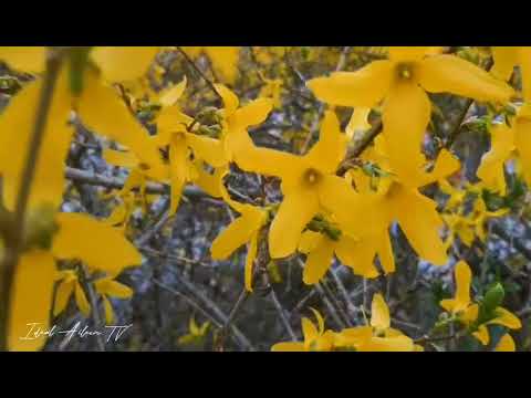 Wild Yellow Flowers #flowers