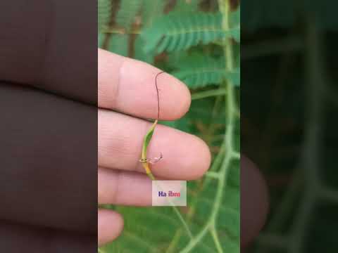 شجرة زهرة الجنة Caesalapinia Pulpherrima طيور الجنة زهرة الطاوس فخر بربادوس القرنفل الاسباني