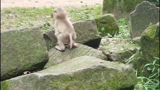 VID20250902111128 monkey at baryon Cambodia