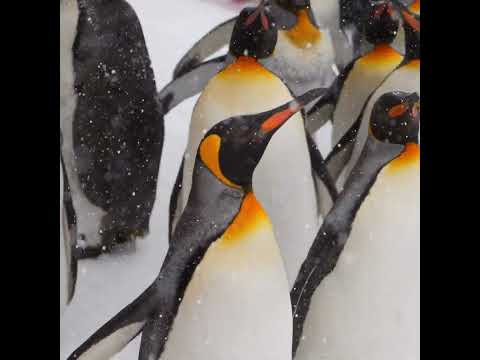 Ski Dubai | Play in the Snow and Meet Penguins in the Desert