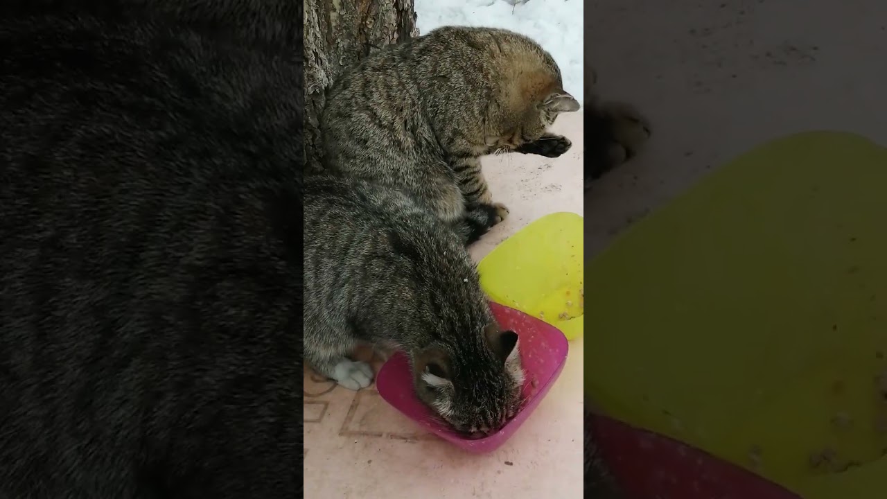 +200р. СПАСИБО!!!  Имени не видно, на Сбербанк 2202203654418625 Елена К. 21 февраля 2026г.