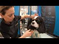 Le cavalier King Charles (coupe confort)