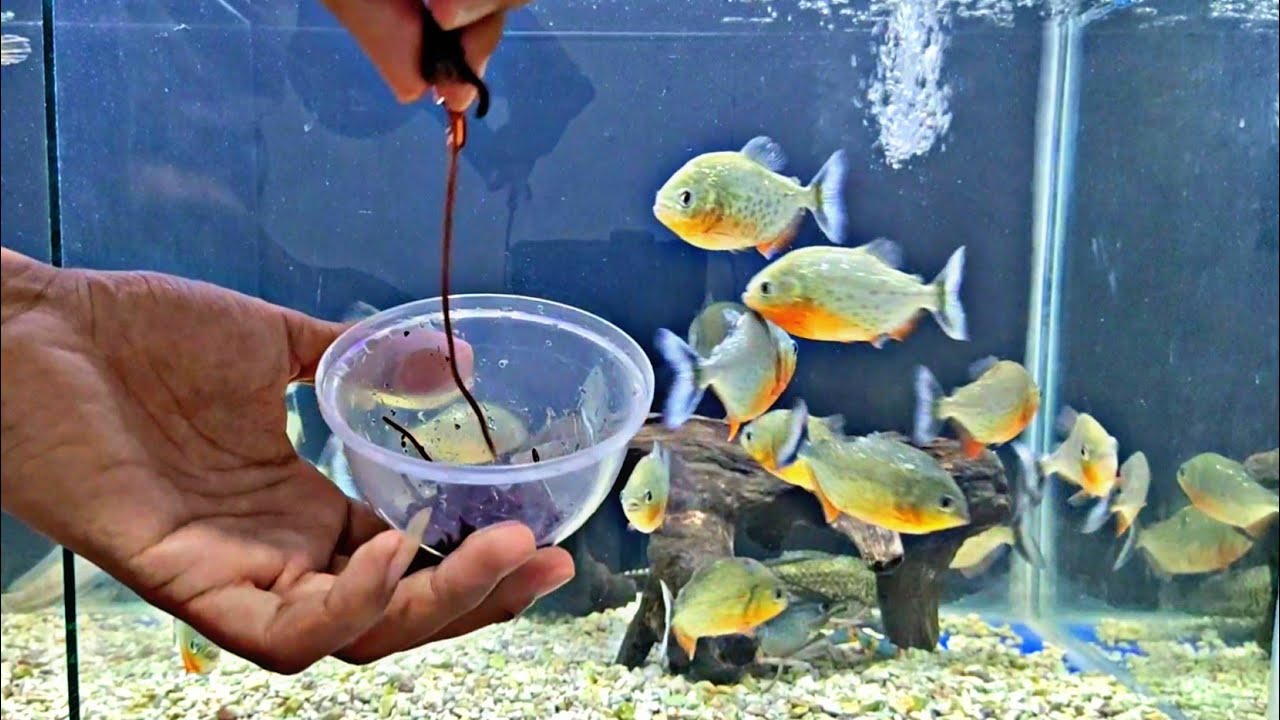 Kasih Piranha Makan Cacing Sampah 