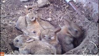 Young life - Baby rabbits and their mom (Bushnell Nature View)