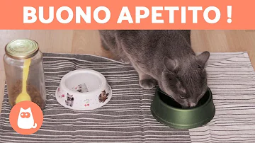 Quelle alimentation pour chat ?