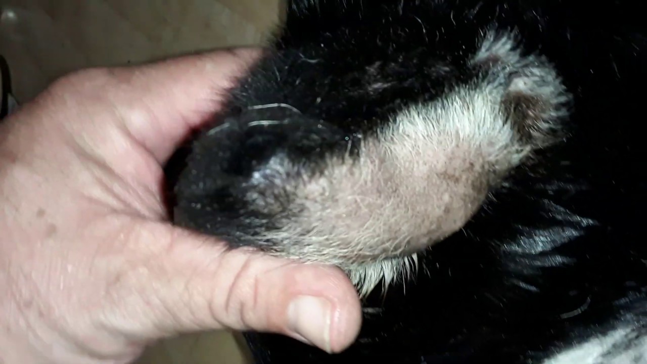 aural hematoma dog