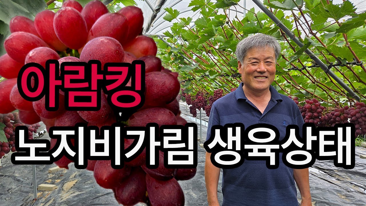 [포도대장]아람킹노지비가림 생육상태