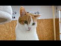 【保護猫カフェと便利屋さん🐱】Smile to Heart 【譲渡型保護猫カフェ】ねこまる がライブ配信中!