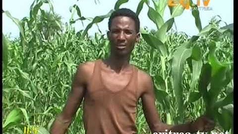 Eritrean News - Agriculture Preparation in Lalei Gash by EriTV