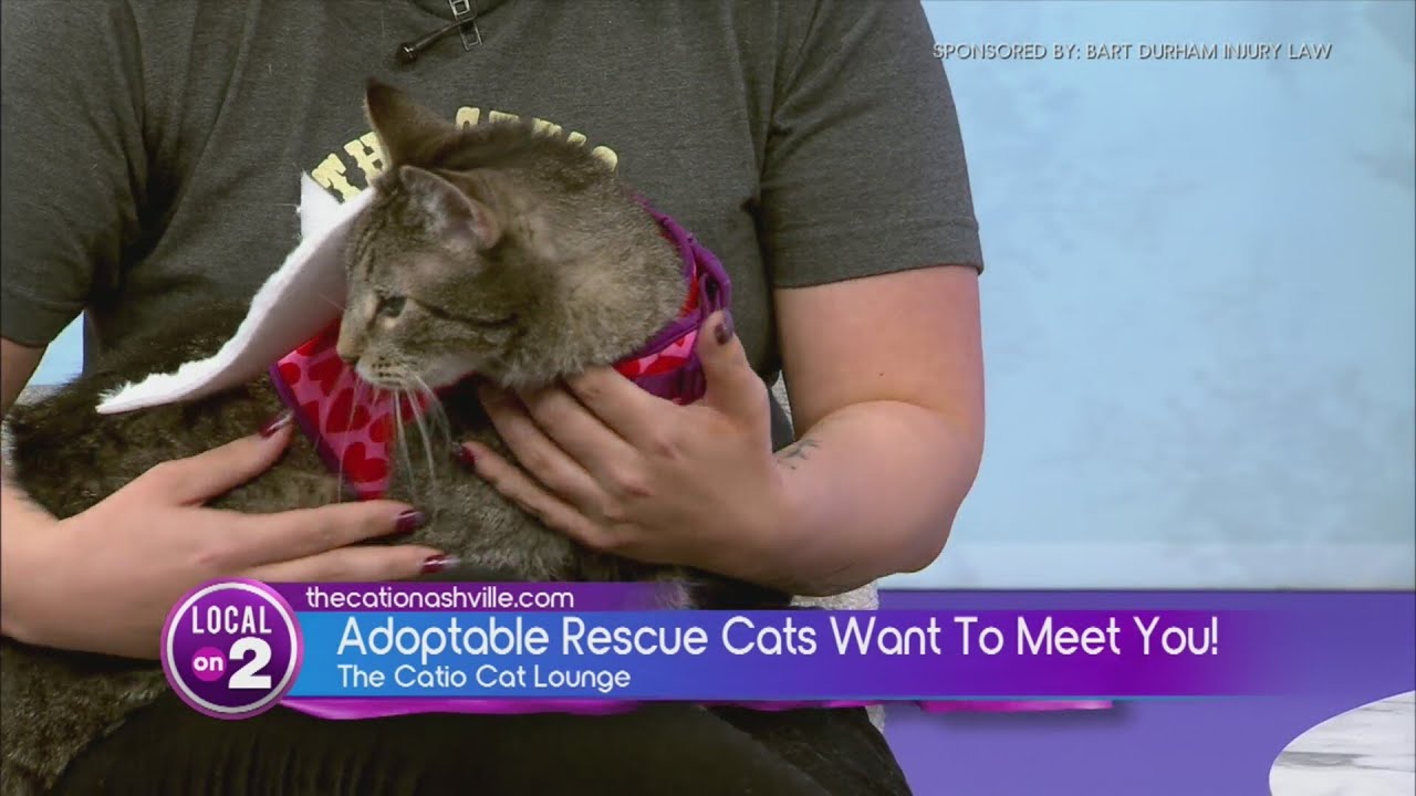 Bart Durham's Big Giveback: Catio Cat Lounge - YouTube