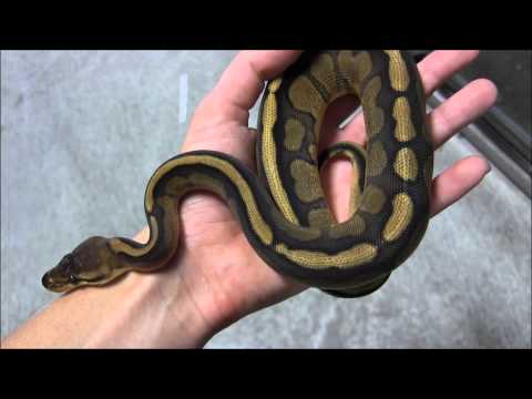 Small Genetic Stripe Ball Pythons