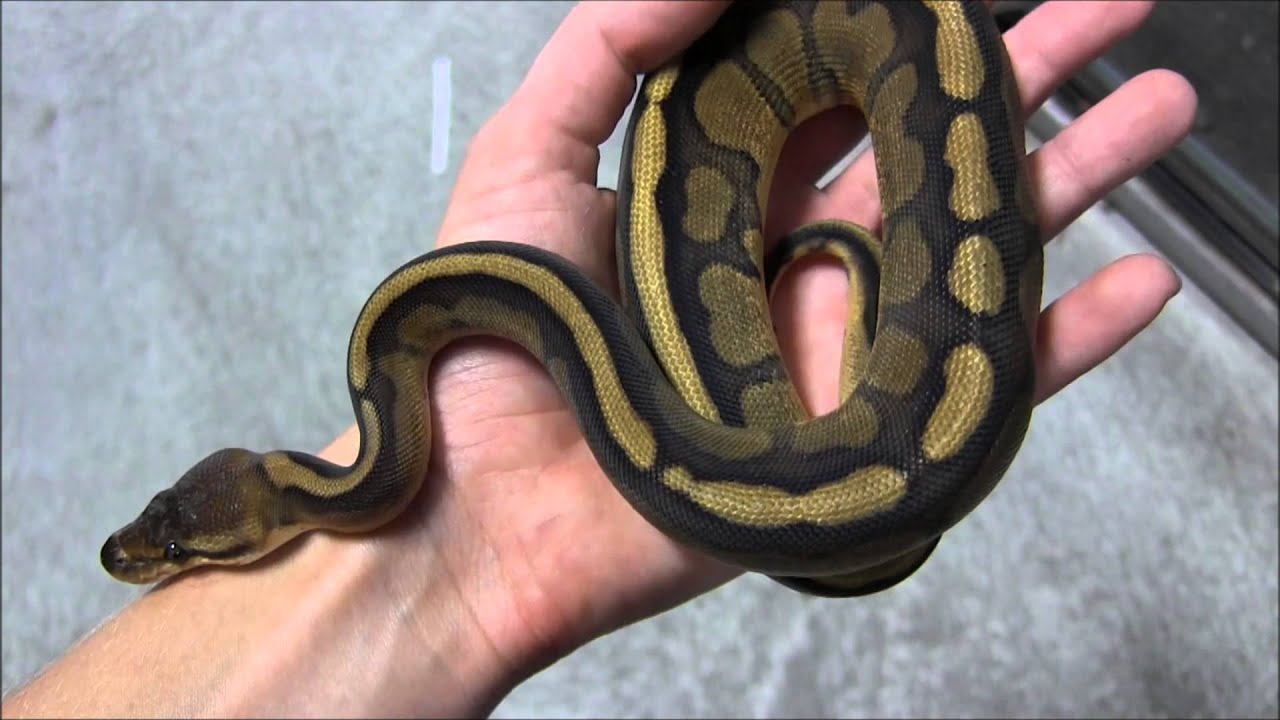 Small Genetic Stripe Ball Pythons