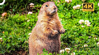 Tiny Inhabitants of the High Peaks: Marmots | 4K Animal Documentary