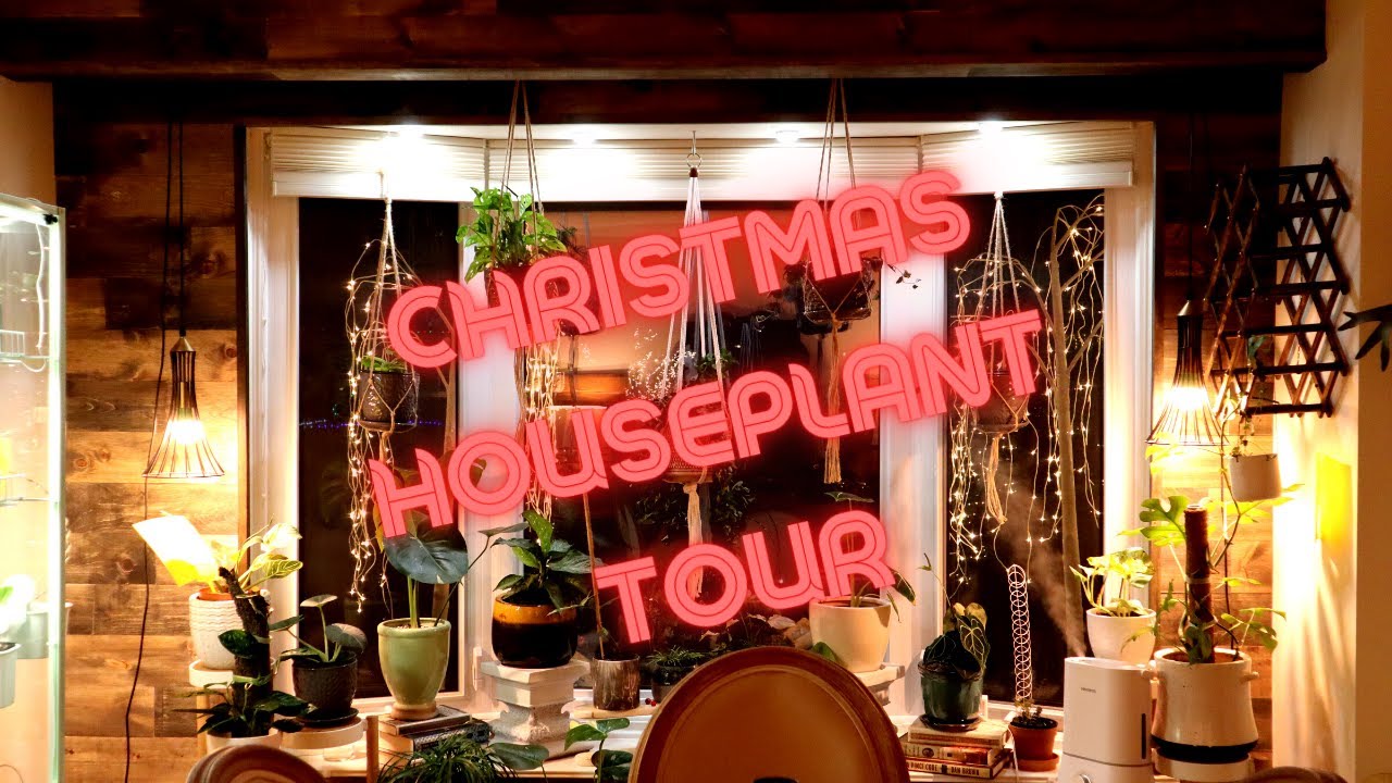 Christmas House Plant Tour