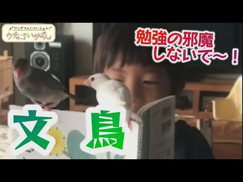 勉強の邪魔しないで文鳥(ごま・しお２歳・オス・メス)