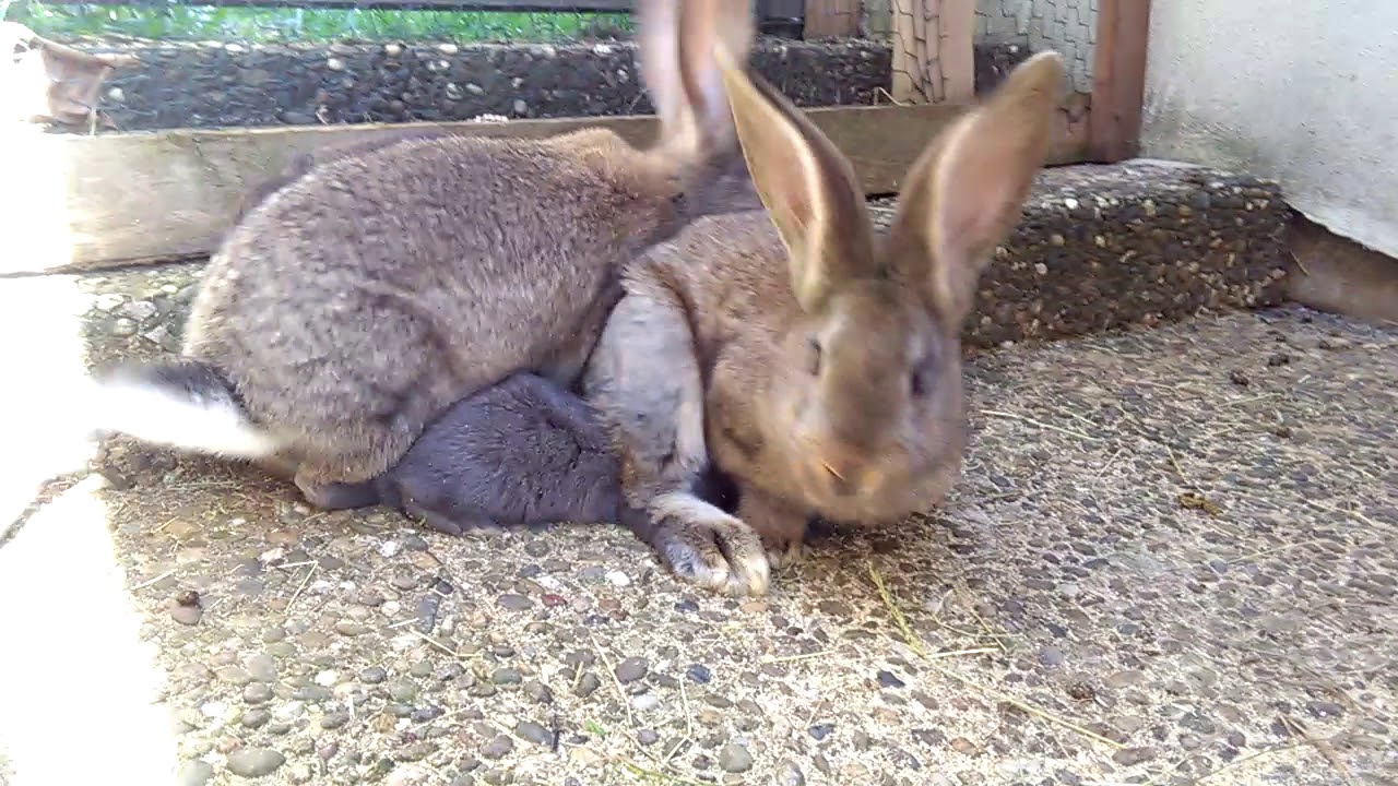 Deutsche Riesen und Baby Kaninchen zusammen in einem Gehege 1 YouTube Deutsche Riesen und Baby Kaninchen zusammen in einem Gehege 1 YouTube