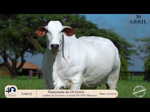 Lote 17   Namorada da Di Genio   JCDG 7206