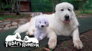 ピレニーズのぬいぐるみにちょっと戸惑うルンルンです　Great Pyrenees　グレートピレニーズ
