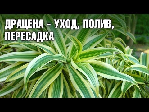 Драцена фрагранс уход в домашних условиях фото