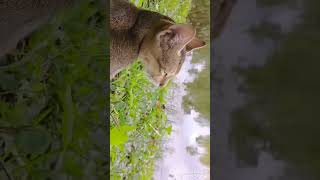 Gullu❤️ Lima Rebeka