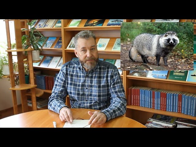 Изучаем край с А.И. Климовым: «Енотовидная собака»