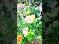 Beautiful flowers #shortsfeed #trending #nature #viral #shortvideo #shorts
