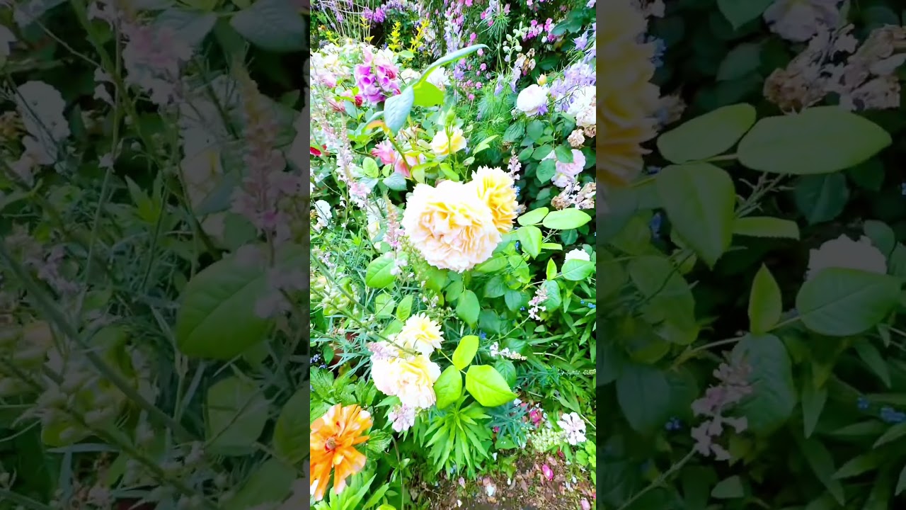 Beautiful flowers #shortsfeed #trending #nature #viral #shortvideo #shorts