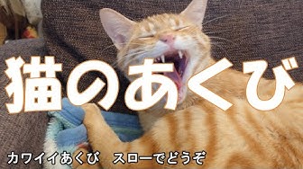猫のあくび Youtube