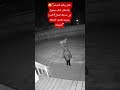 طفل وكلبه الضخم يلاحقان خطر مجهول في حديقة المنزل كاميرا منزلية تكشف اللحظة المروعة اكسبلور 