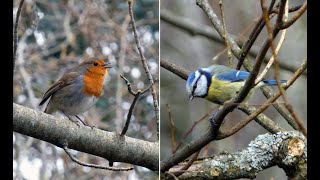 Chant Rougegorge Et Mésange Bleue - Singing Robin And Blue Tit