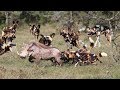 Warthog Suddenly Encountered Wild Dog. Tragic Death For Warthog