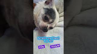 Scratch Scratchy 1 to 10? cute puppy dog video #cutepuppy #Chihuahua #cutedog #funnydogvideos