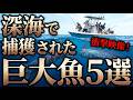 【異次元】深海で捕獲された“規格外の巨大魚”5選…人類はまだ海を知らない【ゆっくり解説】