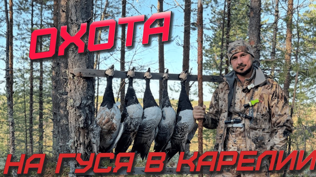 ОХОТА НА ГУСЯ В КАРЕЛИИ!