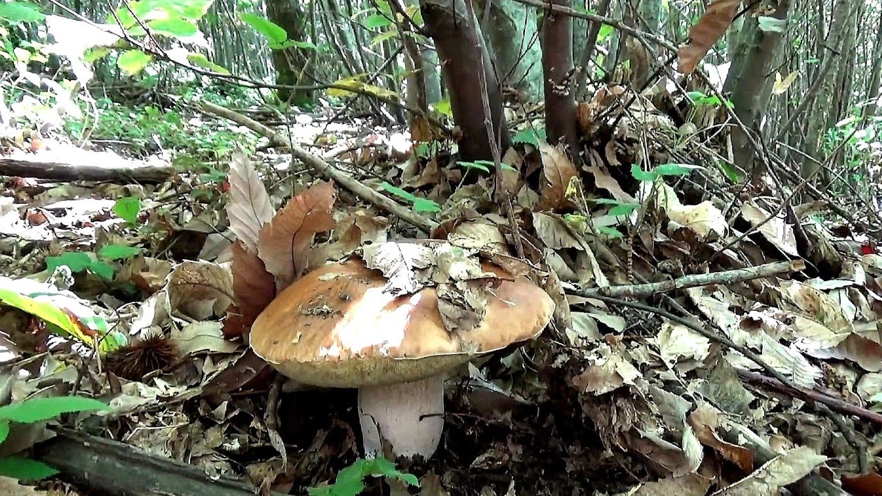 FUNGHI PORCINI DI Novembre. Dai Rovi ai Faggi YouTube