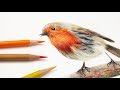 How to draw feathers with colored pencil