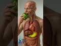 What Happens When You Eat a Bell Pepper? 🌶️🫑 #health #3danimation #humanbody #shorts
